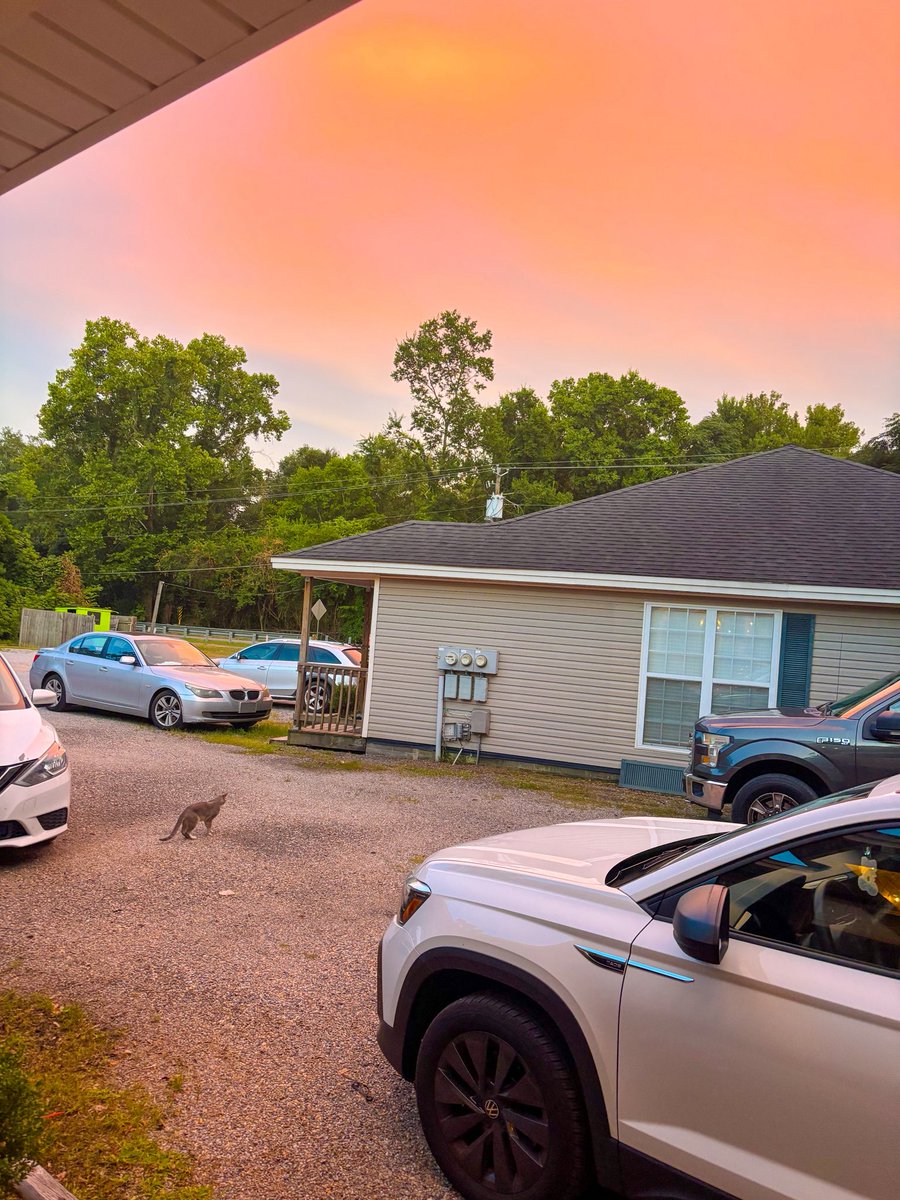 Katie Worthy (@katieworthy_) on Twitter photo Sunset in Millbrook, AL tonight along with the neighborhood cat. 🐈🩷 <a href="/spann/">James Spann</a> <a href="/JoshWeather/">Josh Johnson</a> Sunset in Millbrook, AL tonight along with the neighborhood cat. 🐈🩷 <a href="/spann/">James Spann</a> <a href="/JoshWeather/">Josh Johnson</a>