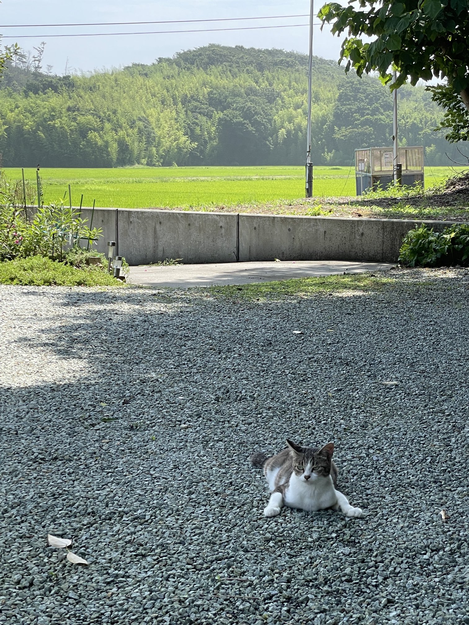 汽車に乗って虹を渡る子猫   パステル画 汽車に乗って虹を渡る子猫 パステル画 絵画