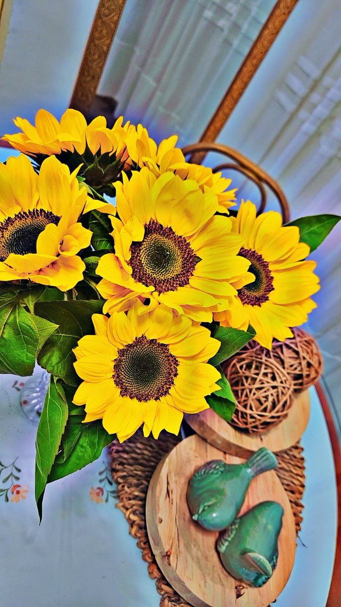 UalaceRocha1's tweet photo. Girassol 🌻 https://t.co/S2OsLn5aVk