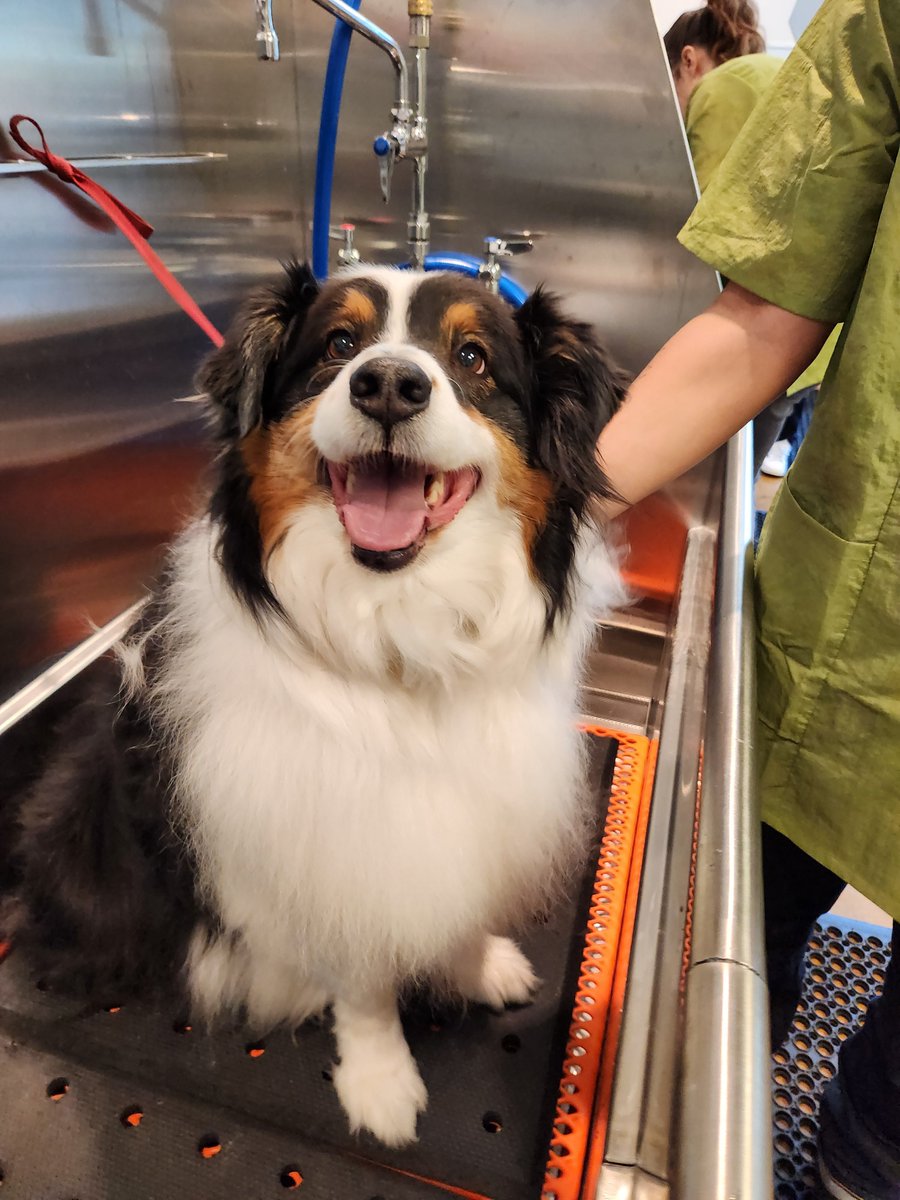 Got a big dog? We’ve got big tubs. 🛁 Your dog called. They're ready for a Joybound spa day... And, let’s be honest, so are you. 

⏰ Hurry! 20% off grooming for big dogs ends July 31.

👉 Book your big dog’s glow-up today! joybound.org/grooming 👈