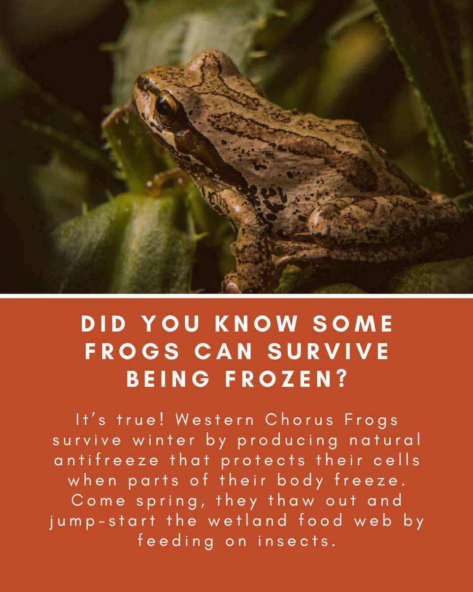our_safety_NET's tweet photo. TRIVIA TUESDAY: Did you know about these frozen froggys? Take this as your sign to help protect Canada’s remaining wetlands! That way, these pint-sized crooners can keep singing each spring. #TriviaTuesday #WesternChorusFrog #Frogs #CanadianWildlife #ProtectWetlands #Conservation https://t.co/cMqckxVMmi