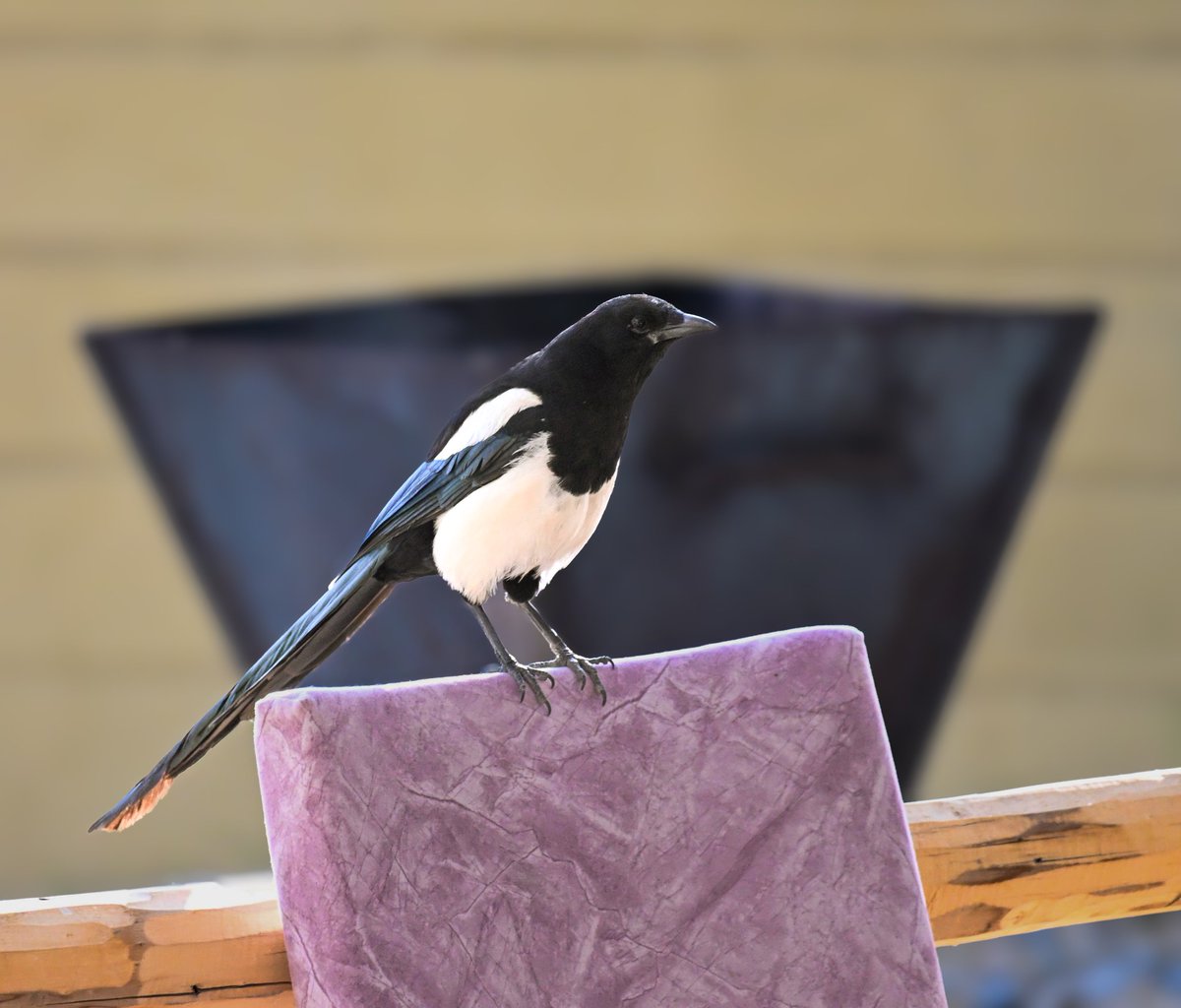 Amit Sood (@mit_sood) on Twitter photo #1940 Eurasian Magpie 
High altitude cousin of blue magpie. 
#dailypic #IndiAves #TwitterNatureCommunity #birdwatching #ThePhotoHour #birdphotography #BBCWildlifePOTD #natgeoindia #1940 Eurasian Magpie 
High altitude cousin of blue magpie. 
#dailypic #IndiAves #TwitterNatureCommunity #birdwatching #ThePhotoHour #birdphotography #BBCWildlifePOTD #natgeoindia