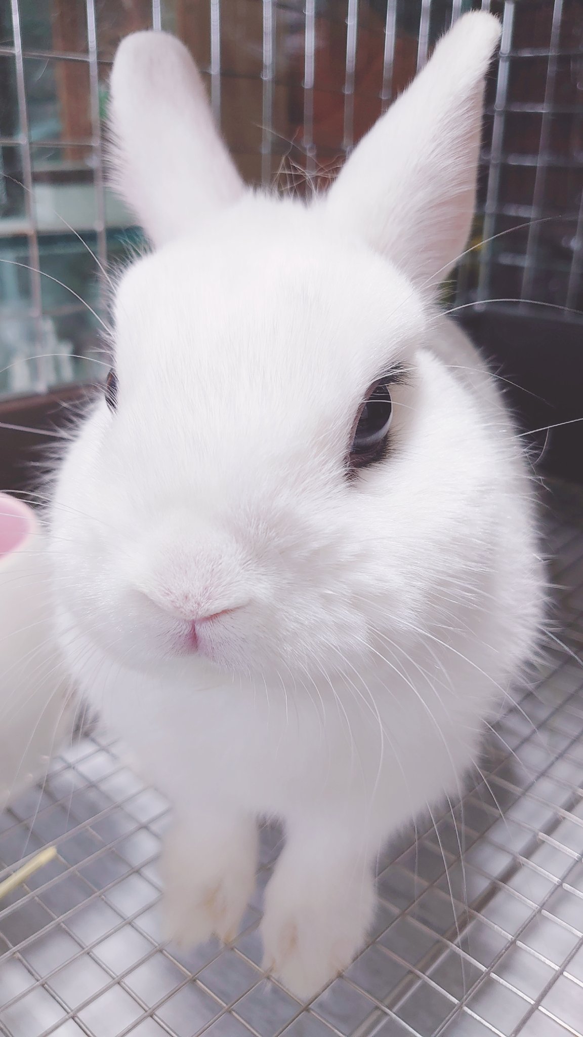うさぎ130₍ᐢ.ˬ.ᐡ₎【プロフ確認】　 BuNNY TRAP/ﾎﾞｰﾏｽ60 D21.22⋆ᙏ *✨️ on X: 