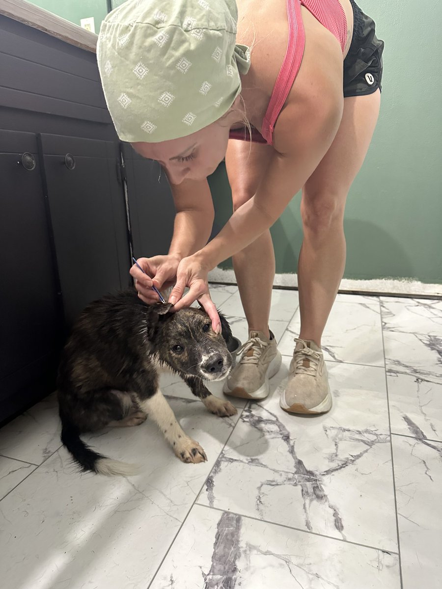vancemurphy's tweet image. For everyone who saw my tweet the other day about getting the tick while I was trying to rescue the puppy…. I caught him!
Has dozens of ticks, loaded with fleas. But getting treatment at the Murphy bed and breakfast.
