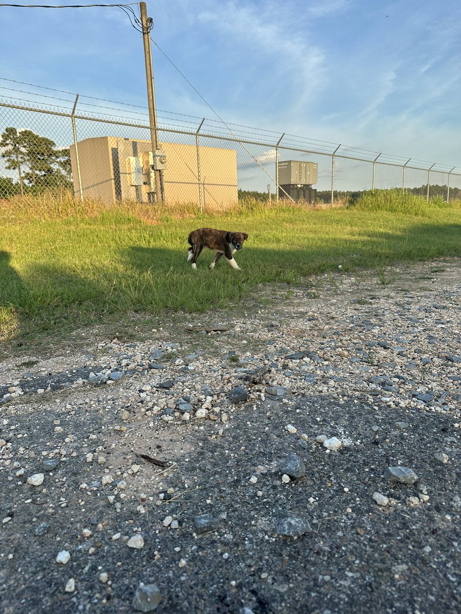 vancemurphy's tweet image. For everyone who saw my tweet the other day about getting the tick while I was trying to rescue the puppy…. I caught him!
Has dozens of ticks, loaded with fleas. But getting treatment at the Murphy bed and breakfast.