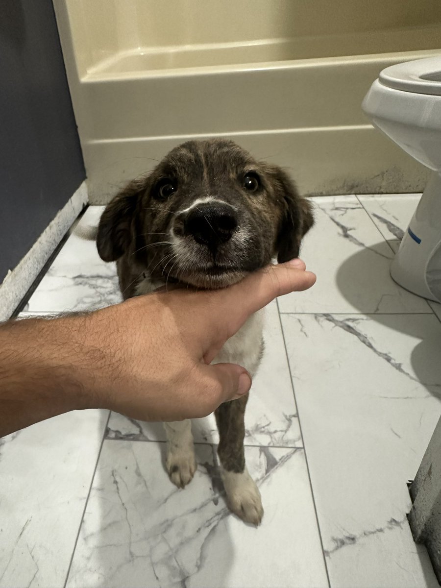 vancemurphy's tweet image. For everyone who saw my tweet the other day about getting the tick while I was trying to rescue the puppy…. I caught him!
Has dozens of ticks, loaded with fleas. But getting treatment at the Murphy bed and breakfast.