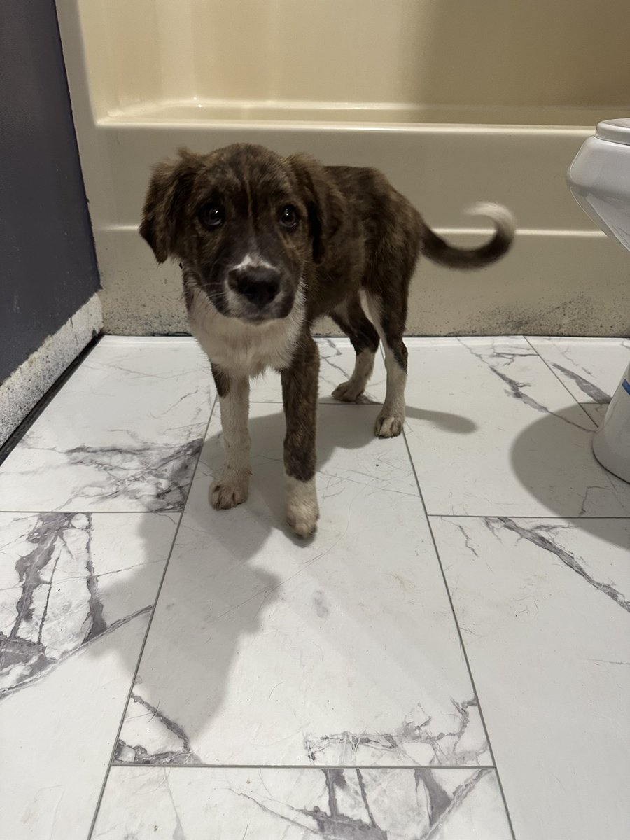vancemurphy's tweet image. For everyone who saw my tweet the other day about getting the tick while I was trying to rescue the puppy…. I caught him!
Has dozens of ticks, loaded with fleas. But getting treatment at the Murphy bed and breakfast.