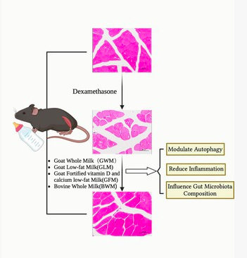 J P Fanton (@healthyfellow) on Twitter photo #Dairy Products Mitigate #Sarcopenia in Mice by Modulating #Muscle #Inflammation, #Autophagy & #Protein Degradation
pmc.ncbi.nlm.nih.gov/articles/PMC12…
<a href="/_atanas_/">Atanas G. Atanasov</a> <a href="/_INPST/">International Natural Product Sciences Taskforce</a> <a href="/ScienceCommuni2/">Science Communication</a> <a href="/DHPSP/">Digital Health and Patient Safety Platform</a> <a href="/MEATritionCom/">MEATrition.com 🥩 - Travis Statham M.S. Nutri-Sci</a> <a href="/shashiiyengar/">Shashi Iyengar | Accredited Metabolic Health Coach</a> <a href="/Mangan150/">P.D. Mangan Health & Freedom Maximalist 🇺🇸</a> <a href="/Mindzatwork/">Sanj</a> <a href="/sarcopeniaconf/">International Sarcopenia Translational Research</a> <a href="/Mark_Sisson/">Mark_Sisson</a> <a href="/SBakerMD/">Dr Shawn Baker 🥩</a> #Dairy Products Mitigate #Sarcopenia in Mice by Modulating #Muscle #Inflammation, #Autophagy & #Protein Degradation
pmc.ncbi.nlm.nih.gov/articles/PMC12…
<a href="/_atanas_/">Atanas G. Atanasov</a> <a href="/_INPST/">International Natural Product Sciences Taskforce</a> <a href="/ScienceCommuni2/">Science Communication</a> <a href="/DHPSP/">Digital Health and Patient Safety Platform</a> <a href="/MEATritionCom/">MEATrition.com 🥩 - Travis Statham M.S. Nutri-Sci</a> <a href="/shashiiyengar/">Shashi Iyengar | Accredited Metabolic Health Coach</a> <a href="/Mangan150/">P.D. Mangan Health & Freedom Maximalist 🇺🇸</a> <a href="/Mindzatwork/">Sanj</a> <a href="/sarcopeniaconf/">International Sarcopenia Translational Research</a> <a href="/Mark_Sisson/">Mark_Sisson</a> <a href="/SBakerMD/">Dr Shawn Baker 🥩</a>