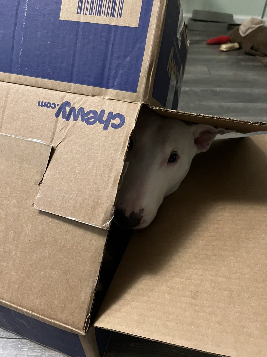 PupperNelson's tweet image. Best birthday present ever: @Chewy box fort 📦