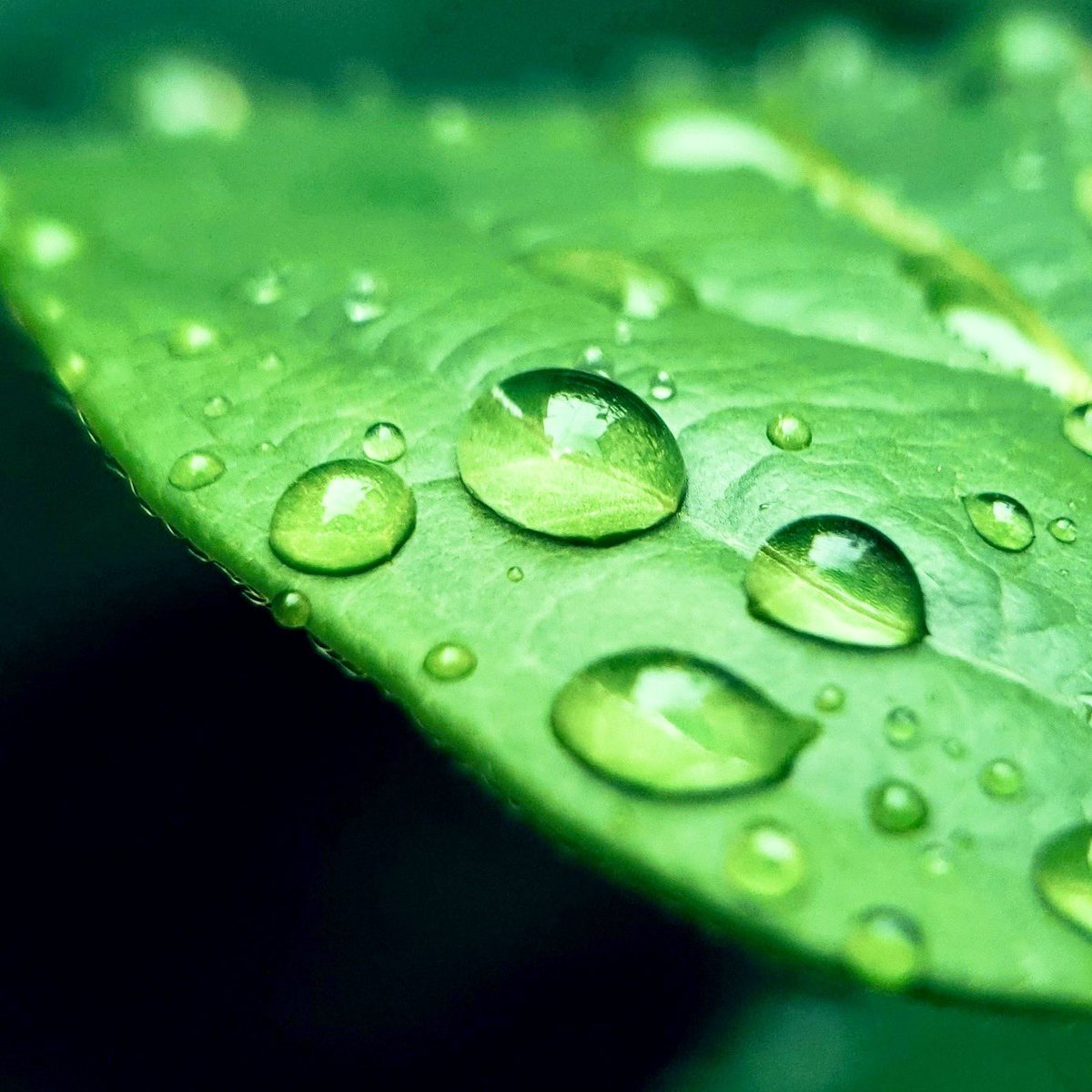 しずくたちが
葉のうえで　ことばを交わしていた

嵐の名残を
ひとしずくずつ　そっと分けあいながら

ひかりが差すまで
もう少しだけ　ここにいたいと

#詩が好きな人と繋がりたい
#雨あがり
#朝のひかり
#ヒデローのことば
#写真と言葉
#しずくの記憶
#WordsOfHiderow