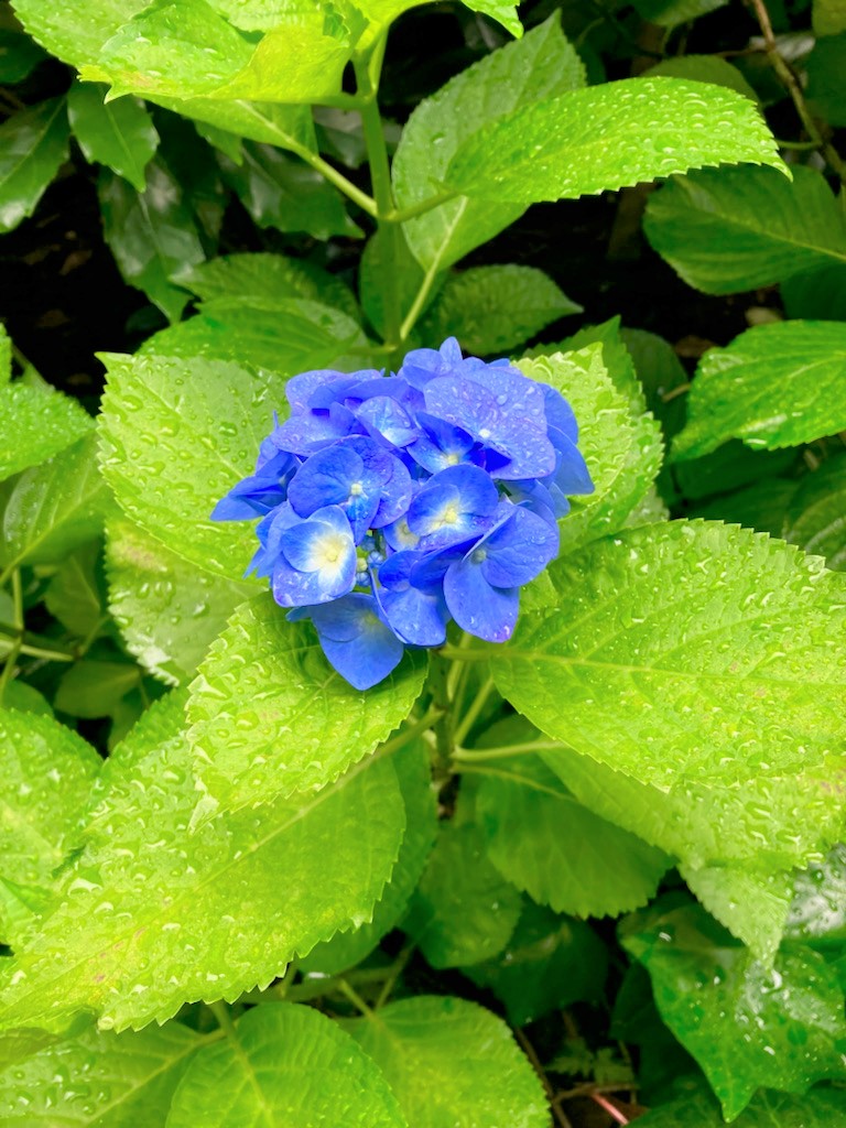 【#ルノセザ展 ／アクセス】
＼本日美術館地下入口をご利用いただけます！／

地下通路なら、日比谷⇆丸の内⇆大手町区間の移動が可能です。
東京駅から雨に濡れないルートはこちら
mimt.jp/access/

どうぞお足元にお気をつけてお越しくださいませ。