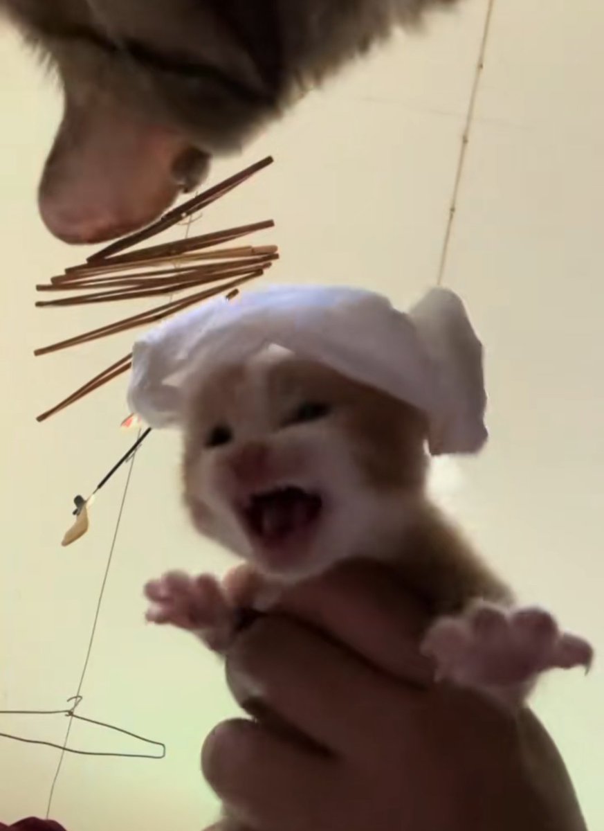 he does NOT like his new hat!!
