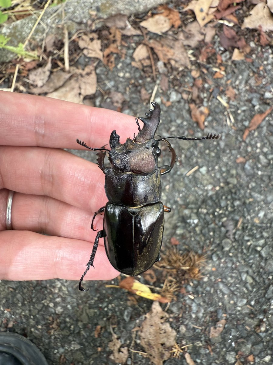 やっばいの捕まえてしまった💦💦