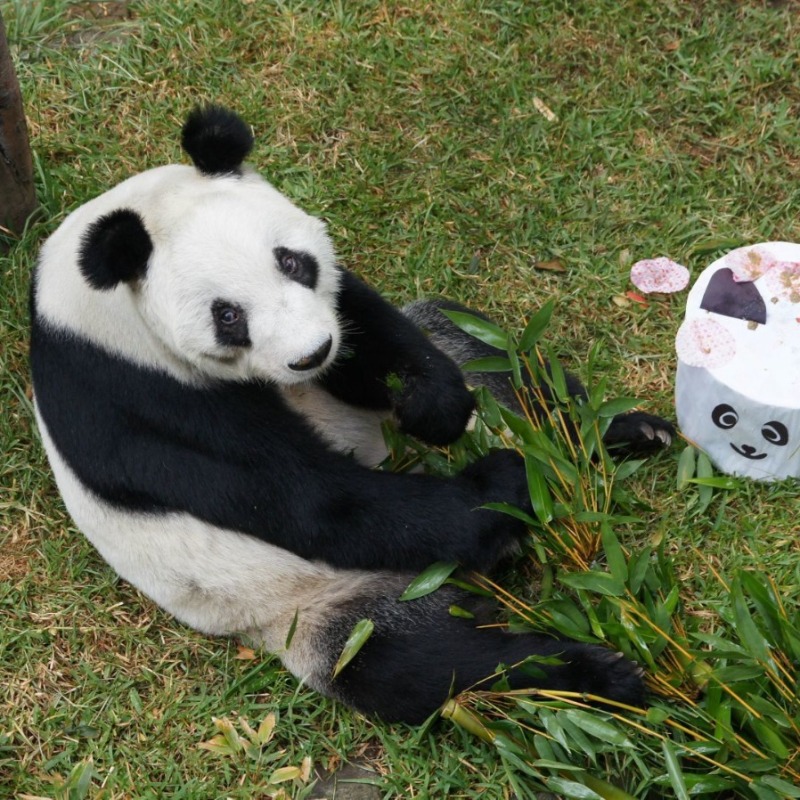 El_Universal_Mx's tweet photo. 🐼 🥺 Xin Xin, la panda chilanga de Chapultepec, que el pasado 1 de julio cumplió 35 años, “está en la etapa final” de su ciclo de su vida, pues estos animales suelen vivir entre 20 y 25 años, advirtió Julia Álvarez Icaza, titular de SEDEMA.

📸 #FOTOS: Cuartoscuro