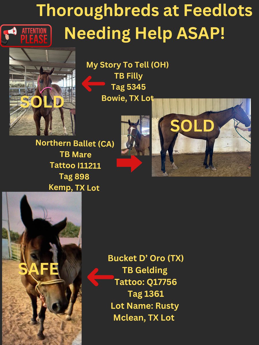 RACEFund's tweet image. 🆘🆘🙏🙏🆘🆘👉Poster 07-15-2025 Update many horses Safe or Sold but news ones have come in again. It never ends unfortunately. Nothing sadder than seeing thoroughbreds at lots week after week and nothing more disappointing than the industry as a whole not providing an Emergency…