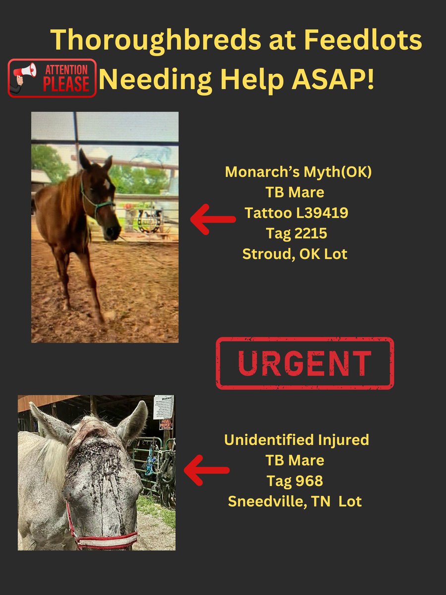 RACEFund's tweet image. 🆘🆘🙏🙏🆘🆘👉Poster 07-15-2025 Update many horses Safe or Sold but news ones have come in again. It never ends unfortunately. Nothing sadder than seeing thoroughbreds at lots week after week and nothing more disappointing than the industry as a whole not providing an Emergency…