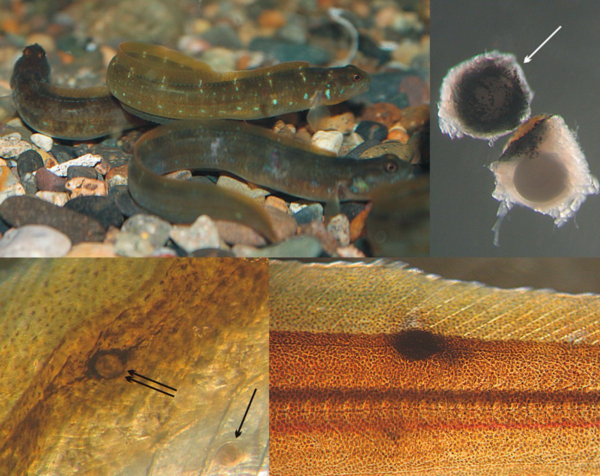 Black spot disease is found in a wide range of fishes. It is caused by fluke cysts which embed themselves in fish skin, and get encapsulated and surrounded by pigment cells.
This study looked at black spot disease in eelpout, Hadropareia middendorffii 
cambridge.org/core/journals/…
