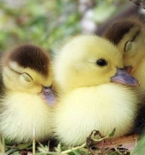 weewooducks's tweet image. imagine you got two moms and one’s a literal rocket scientist and the other is a paramedic