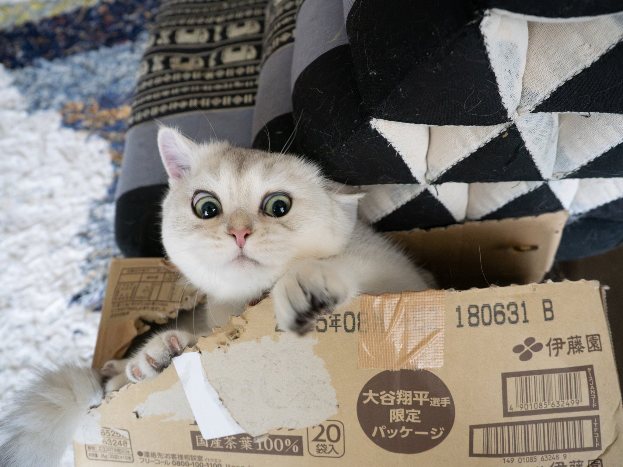 ネコ　大阪 保護猫カフェ 大阪文化館・ジオラマ食堂 Cats Wonderland Osaka