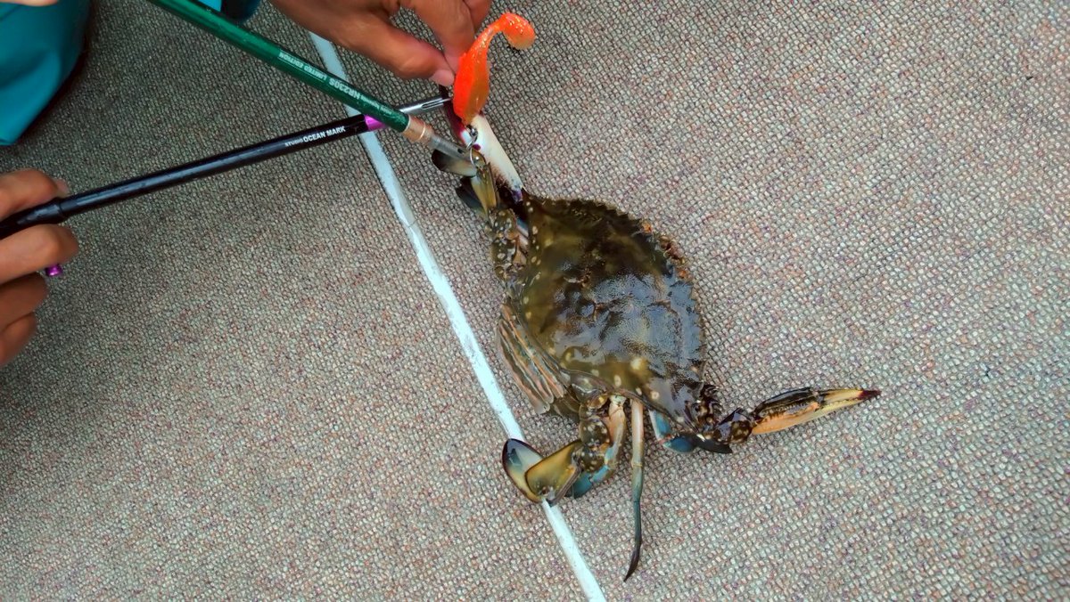 🗾TV愛知・TV神奈川・TVQ九州で放送の #ルアルアチャンネル 地域限定版🗾
明日20日(日)TVQ九州は「広瀬達樹さんと #ボートマゴチ」めちゃくちゃ楽しい🎶ボートマゴチの魅力をたっぷりご紹介✌
ボートマゴチやりたくなること間違いナシですよ🎵
📺TV神奈川は7/27(日)、TV愛知は8/3(日)に放送予定です😉