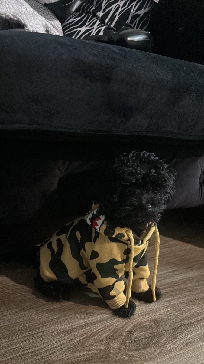 Who let me get a dog😭😭😍