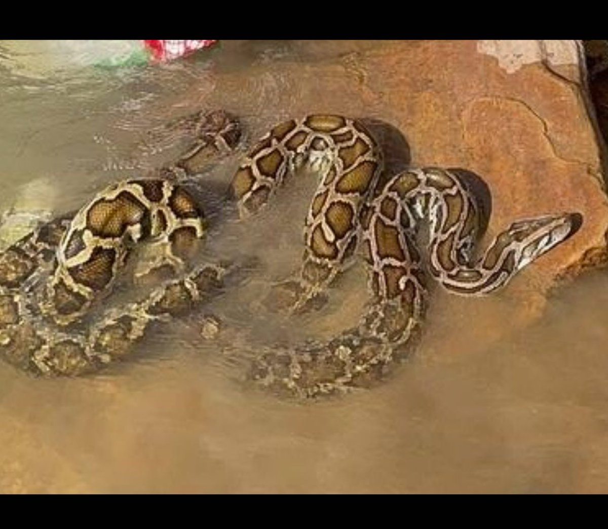 Today is World Snake Day, highlighting the importance of snakes in our ecosystem. They face threats like habitat loss and capture for the pet trade. Our Wildlife Rapid Response Team (WRRT) is dedicated to rescuing and releasing them back into the wild.
#wrrt #worldsnakeday