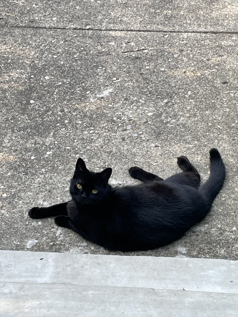 Update -- pins are now out of my finger and I only need to deal with finger taping for 3 more weeks. I am a very happy camper, even though it will soon mean a return to dish washing, lawn mowing, etc. 😊 Cats are happy about it too, I think ... Ufford's enthusiastic response...