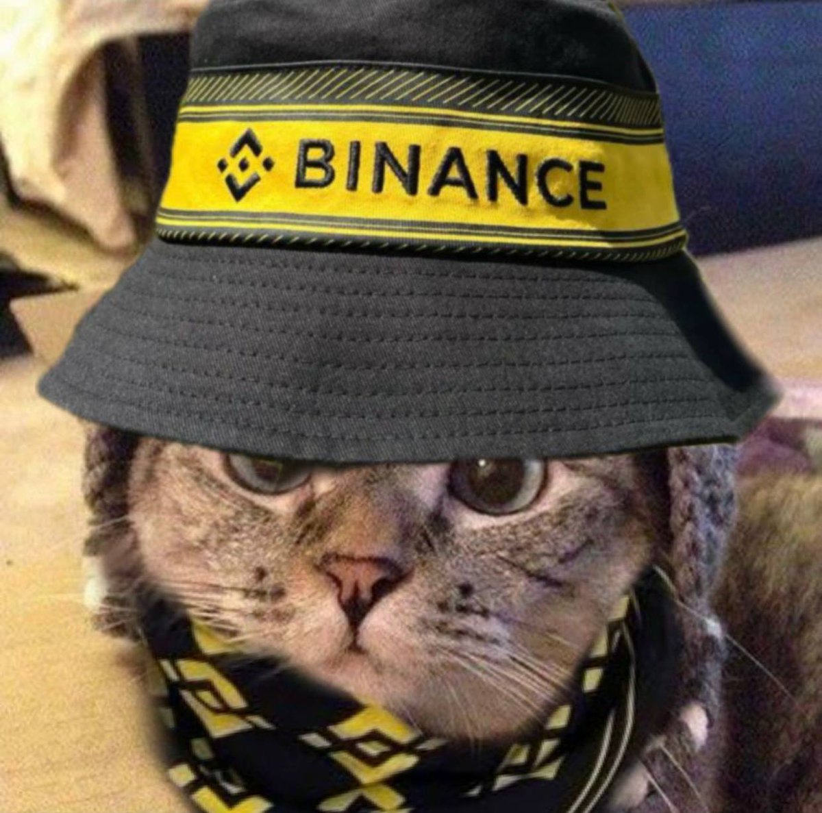 Shark Cat 🦈🐱 tweet media