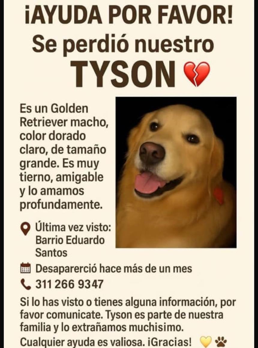 CamiloJaramill's tweet image. 🆘Su familia busca a Tayson 🐶, en la localidad de los Mártires - Bogotá, por favor compartamos 🙏
@MONYRODRIGUEZOF @PlataformaALTO @Marce_Tabares @piedrahitangela @DanielSamperO @HELIODOPTERO @coraimatorresd @patrulleroefra @laurarubiogu @darcyquinnr