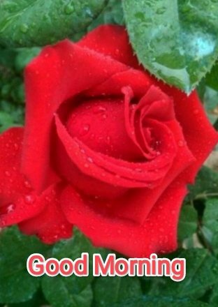 Karthika_s1's tweet image. എല്ലാവർക്കും,
സ്നേഹം നിറഞ്ഞ, അഭിലഷണീയമായ ദിനം ആശംസിക്കുന്നു...
🌹🌹💚🌹🌹💚🌹🌹💚🌹🌹💚🌹🌹
Wishing you all an Affectionate and Desirable day ❤️