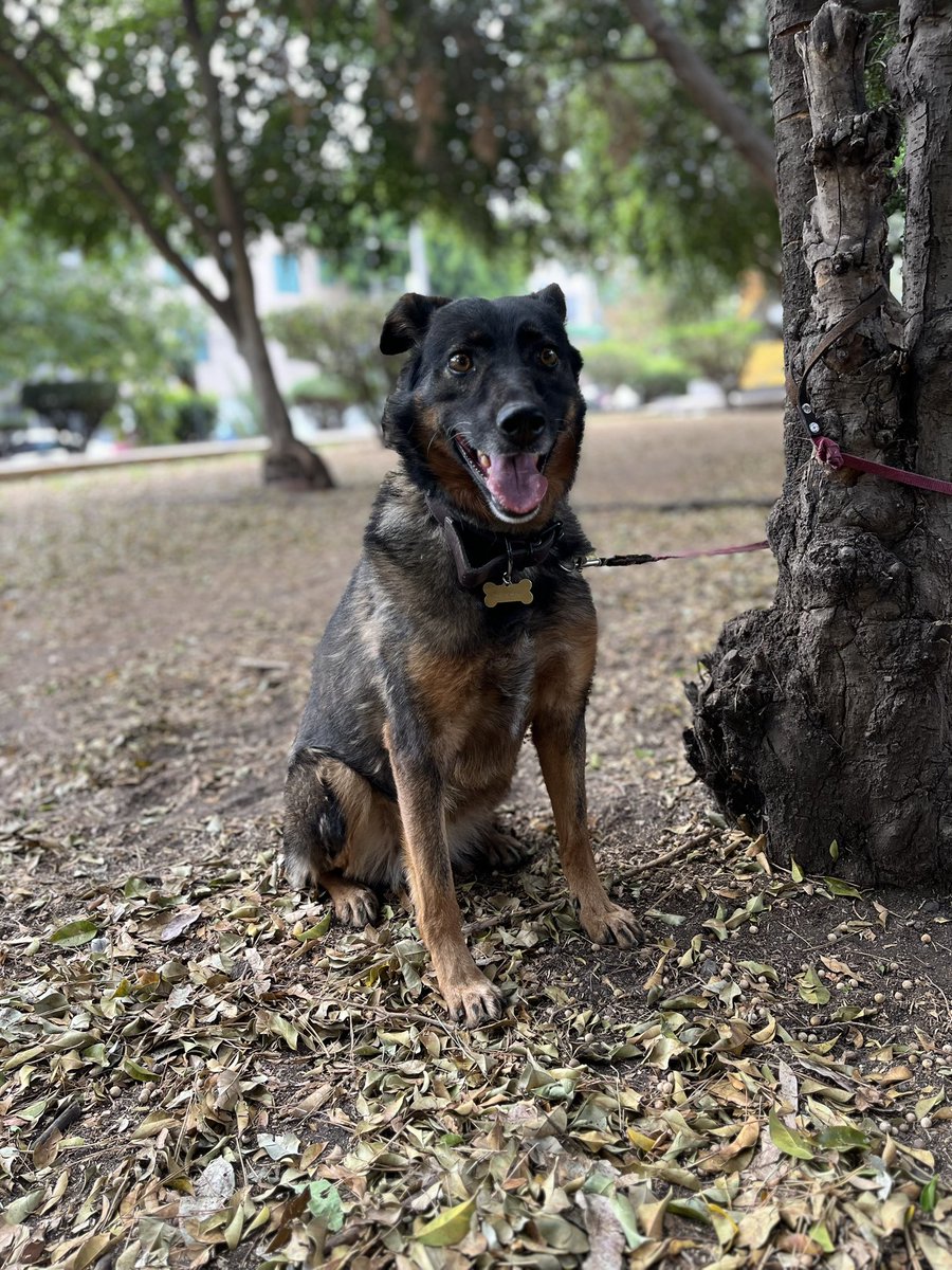 Les voy a contar la historia de Kala, una perrita que conoció el amor verdadero… y también el abandono más cruel.

Kala vivía feliz con su humana, una mujer mayor que la adoraba como a una hija. Compartían todo: risas, paseos, tardes de descanso y miradas que hablaban sin