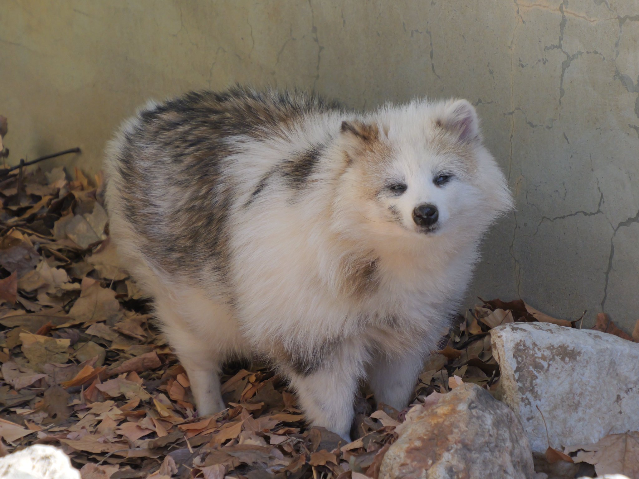 笑う動物たち DbJP2r_VQAYq6W6.jpg