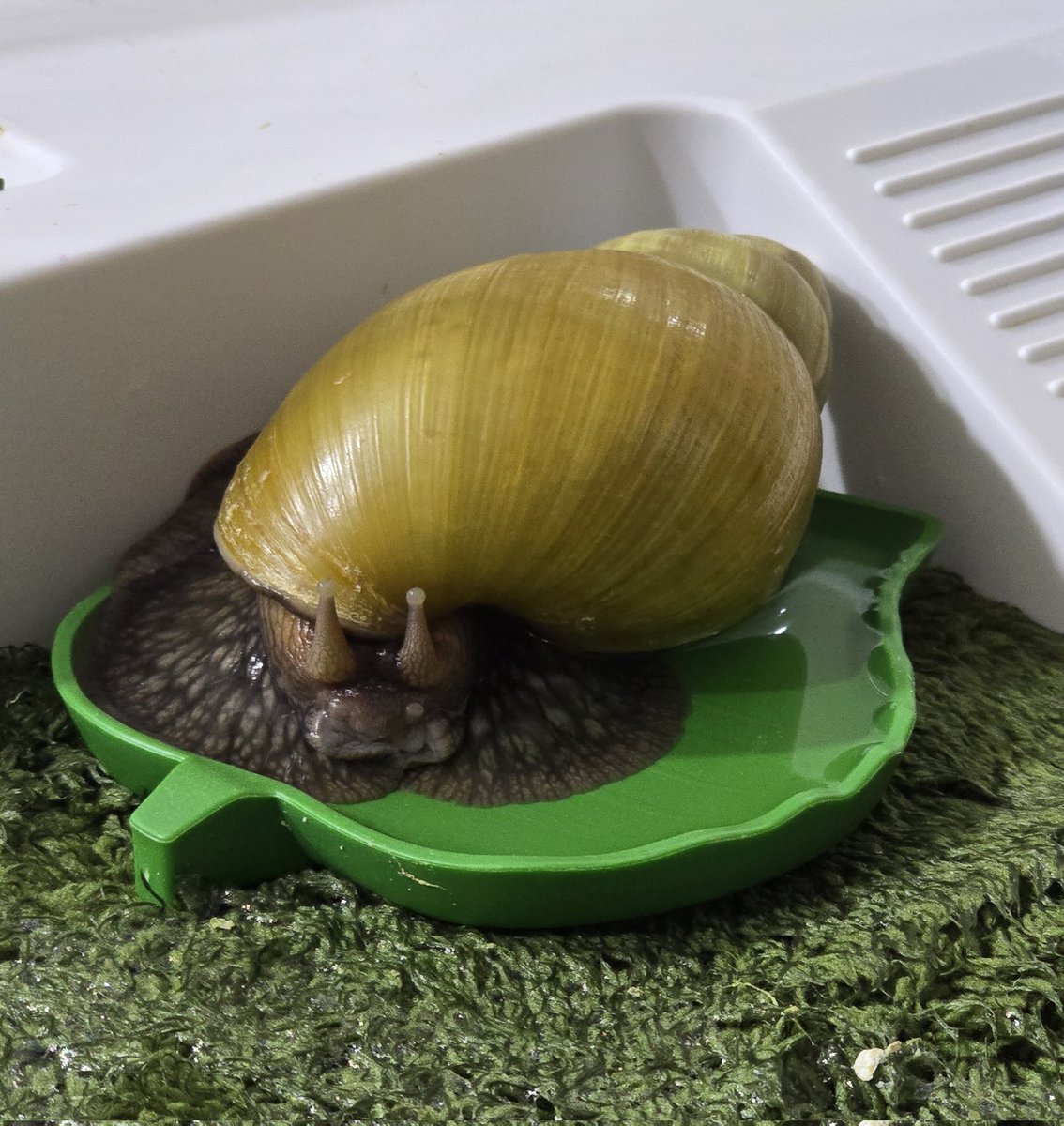 #쵸크네_달팽이
물에 담긴 고양이다