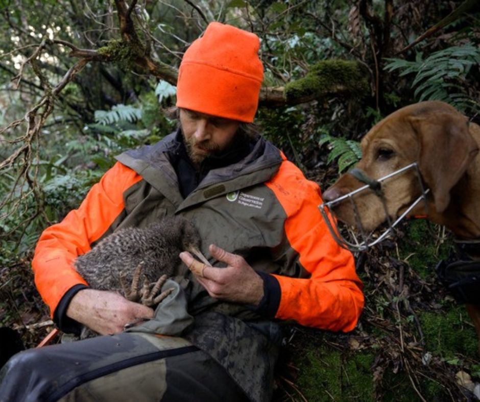 Forest_and_Bird's tweet image. 💚It’s incredibly heartwarming news to have pukupuku little spotted kiwi rediscovered by DOC in the West Coast’s Adams Wilderness Area – after 50 years without a trace on New Zealand’s mainland.
This is one of the most miraculous conservation moments since the takahē was found…