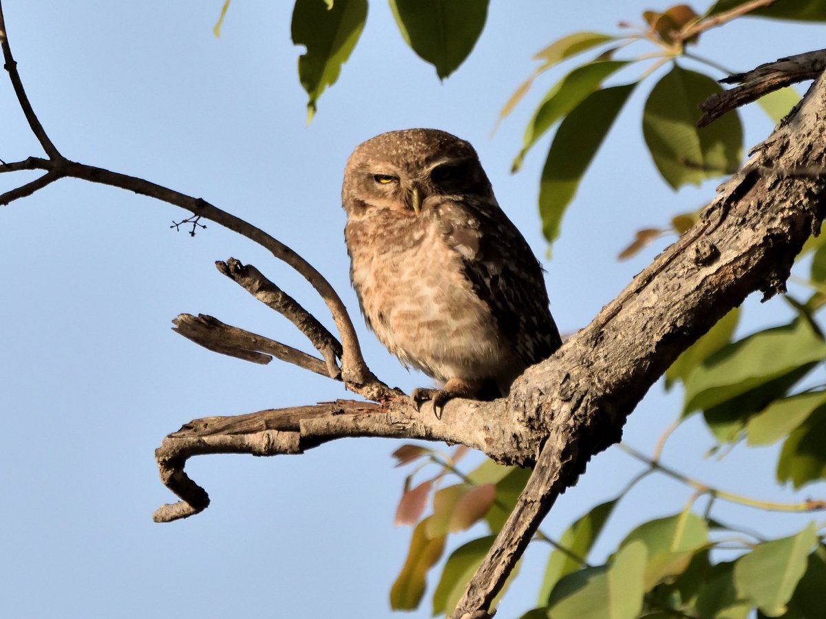 Rajeev Arora (@rcntma) on Twitter photo Share your Owl 🦉photographs !!
#IndiAves Share your Owl 🦉photographs !!
#IndiAves
