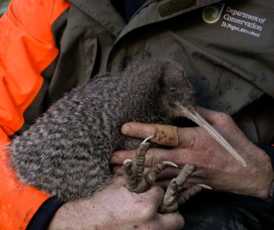 Forest_and_Bird's tweet image. 💚It’s incredibly heartwarming news to have pukupuku little spotted kiwi rediscovered by DOC in the West Coast’s Adams Wilderness Area – after 50 years without a trace on New Zealand’s mainland.
This is one of the most miraculous conservation moments since the takahē was found…
