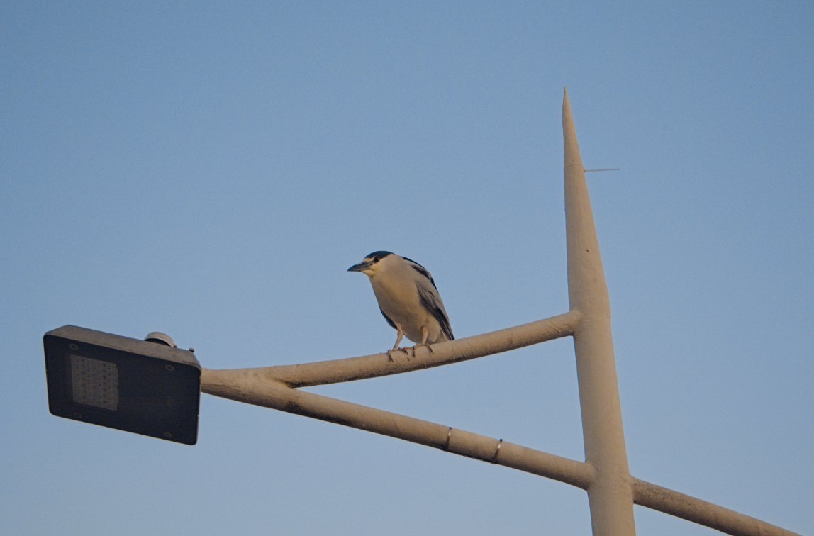 You think you're the only one reflecting on life? 👀

Just so you know - the Black-crowned Night Heron does the same. A quick moment from a philosophical heron, deep in thought about its own life.

objkt.com/tokens/KT1U64F…