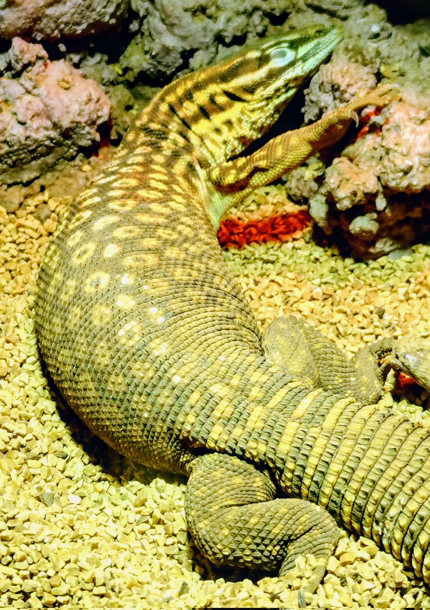 wanted_to_pet's tweet image. 昨日いっぱい食べてお腹パンパンのアトラス🦎
#リッジテールモニター