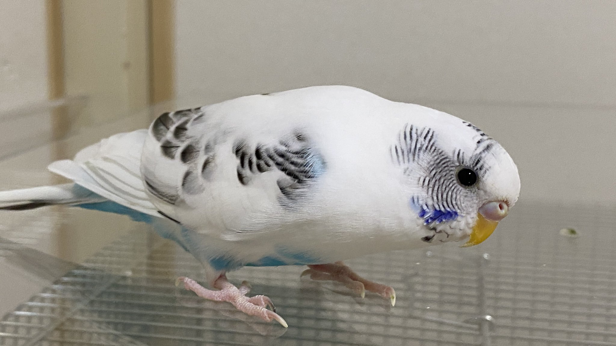 ◆インコ◆ pokopi on X: 