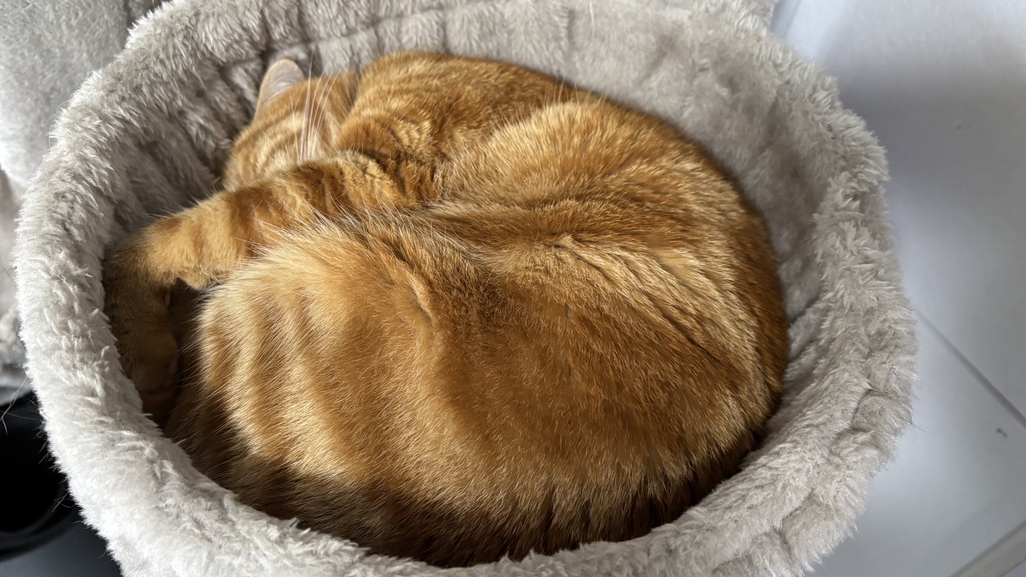 ねこちあ on X: 
