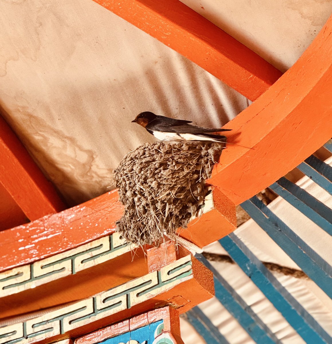 Мөнх цаст уулс алсад харагдах Үүрэг нуурын хөвөөнд сэрлээ,  надад хараацай үүрээ зассан гэр таарчээ.