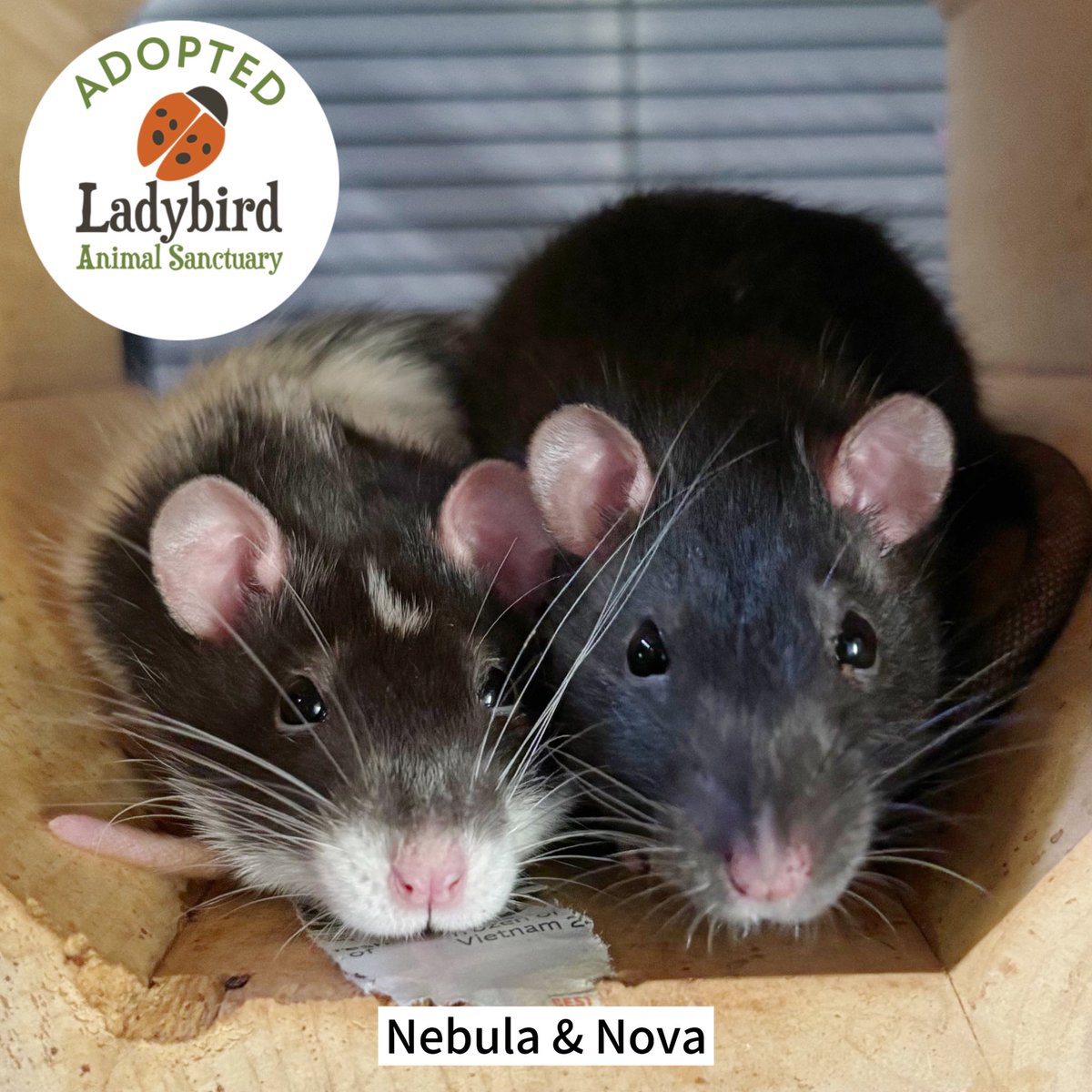 Great news!  
Nebula &amp; Nova have been adopted!
These sweet rats found their forever home with wonderful people and other rats to be friends with. 

Congrats, Nebula &amp; Nova!
❤️
See more success stories like this one at our website:
ladybirdanimalsanctuary.com/success-stories

#lookwhatlovecando #rats