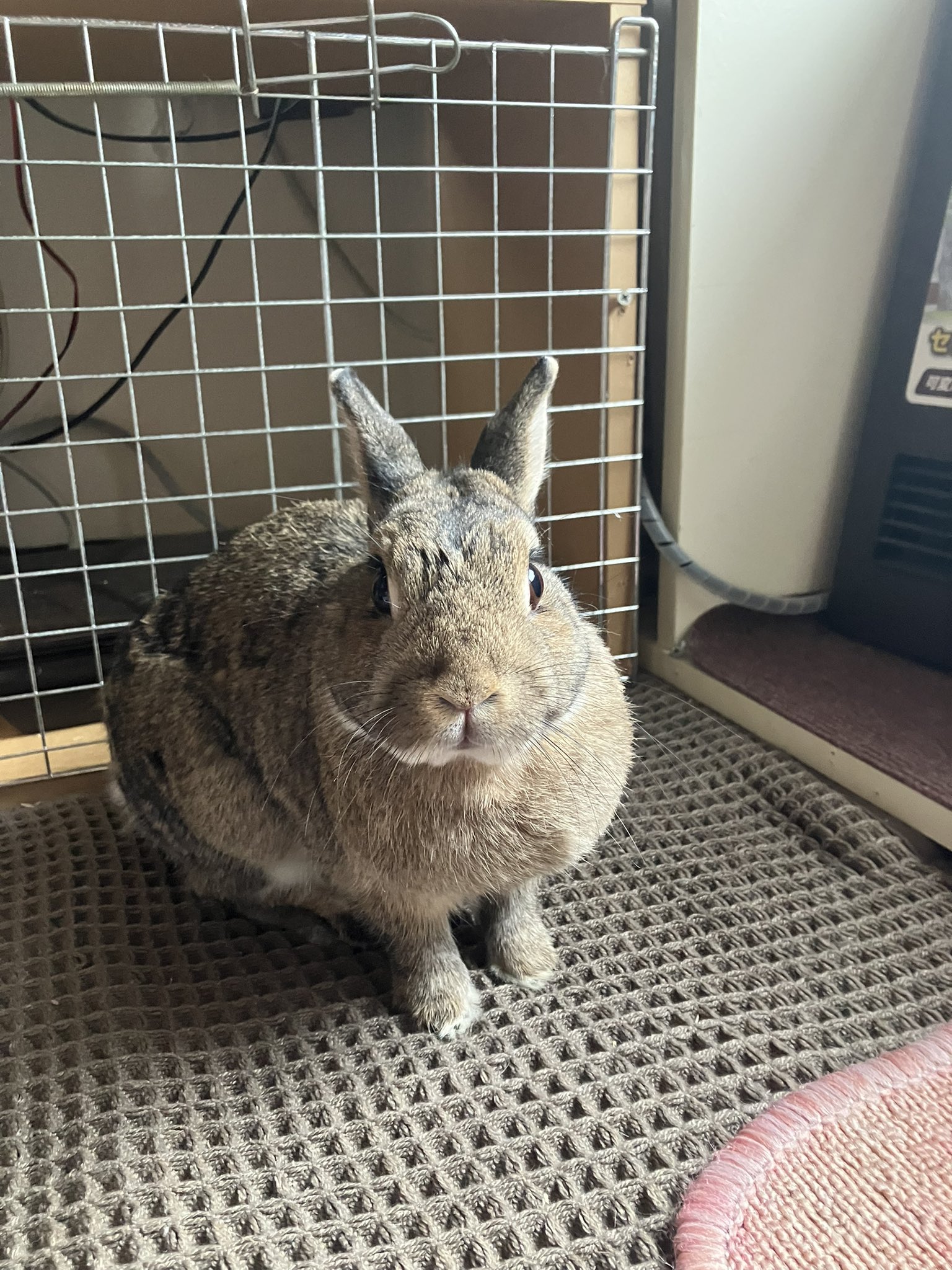 うさこ Amazon.co.jp: セキグチ(Sekiguchi) うさまる おすわり