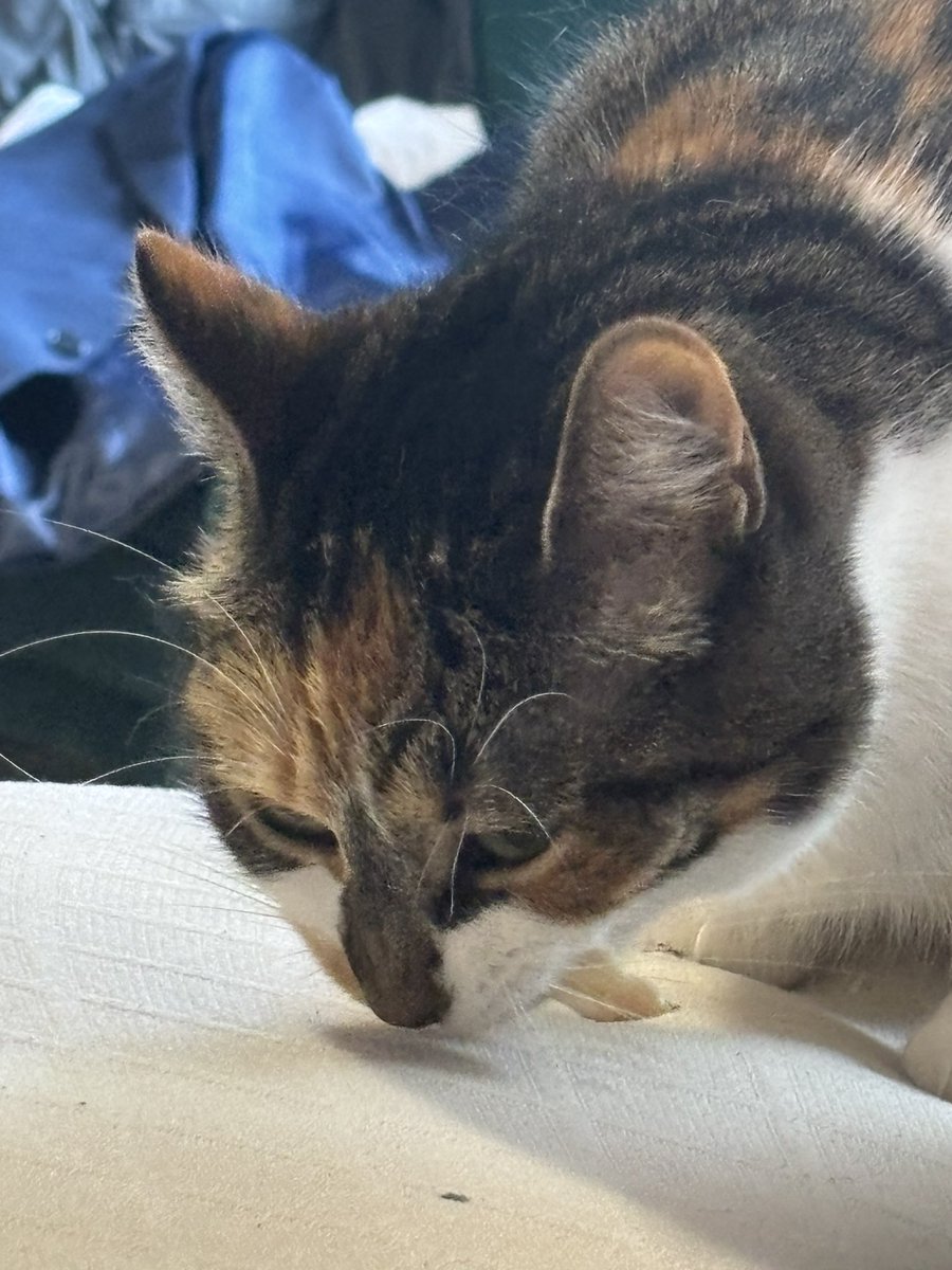 blossumupdate's tweet image. Blossum enjoyed some turkey today 🤭
