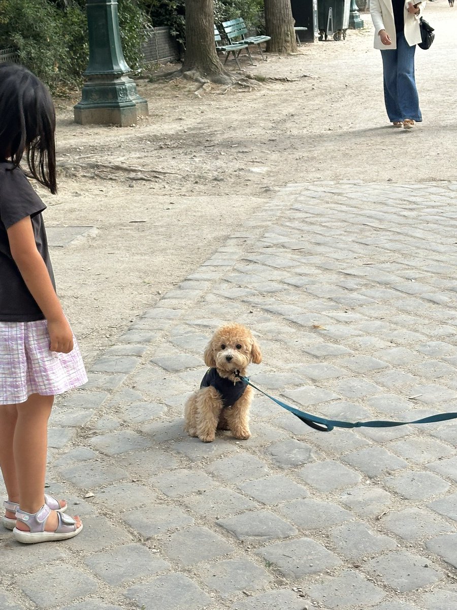 mihonog's tweet image. パリ最後の日はコンコルド→マドレーヌ→オペラと歩き回って、最後にジャンドマルス公園でたくさんのイッヌと戯れました。娘はあれだけ疲れたと言って歩きたがらなかったのに、やっぱり公園で遊ぶのが子どもには一番楽しいんだね。遊具がなくてもずっと遊んでいられる
#子連れ海外