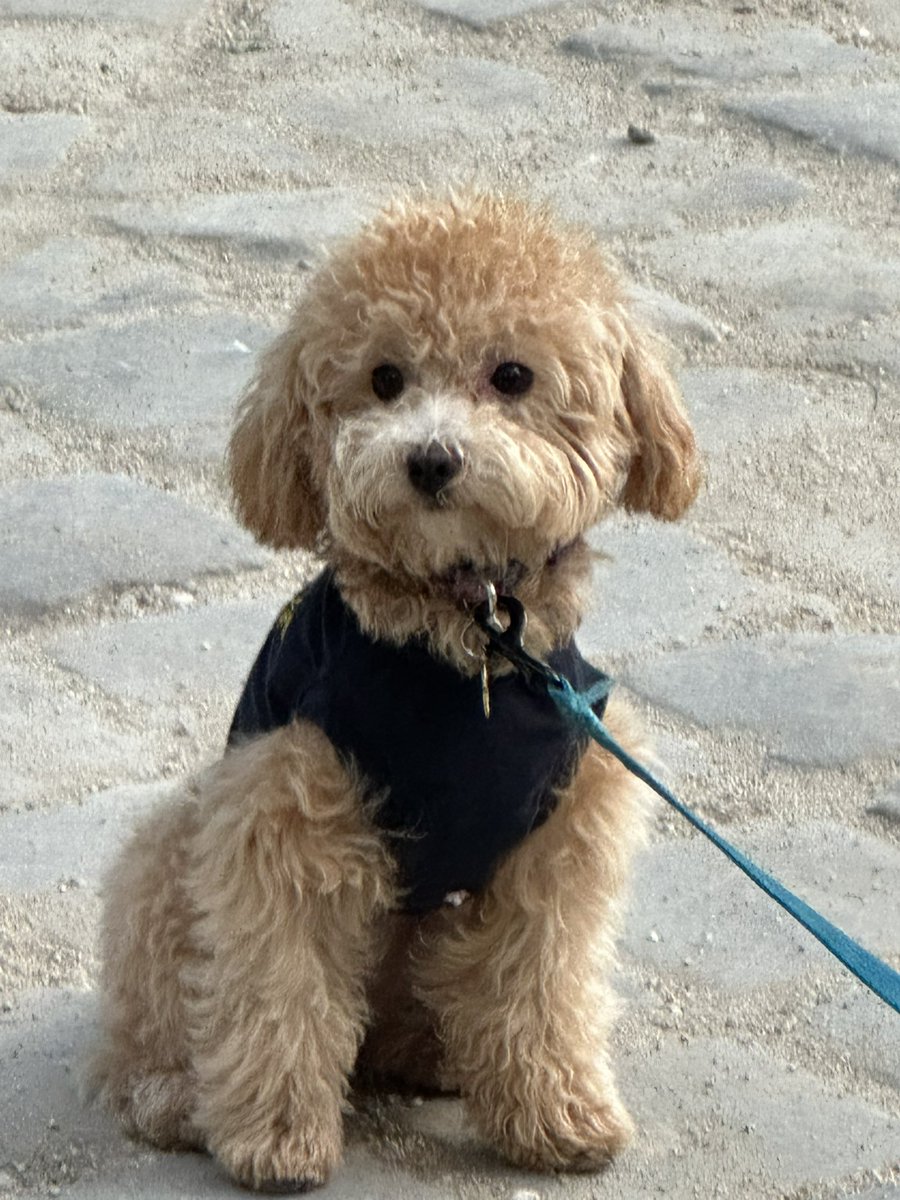 mihonog's tweet image. パリ最後の日はコンコルド→マドレーヌ→オペラと歩き回って、最後にジャンドマルス公園でたくさんのイッヌと戯れました。娘はあれだけ疲れたと言って歩きたがらなかったのに、やっぱり公園で遊ぶのが子どもには一番楽しいんだね。遊具がなくてもずっと遊んでいられる
#子連れ海外