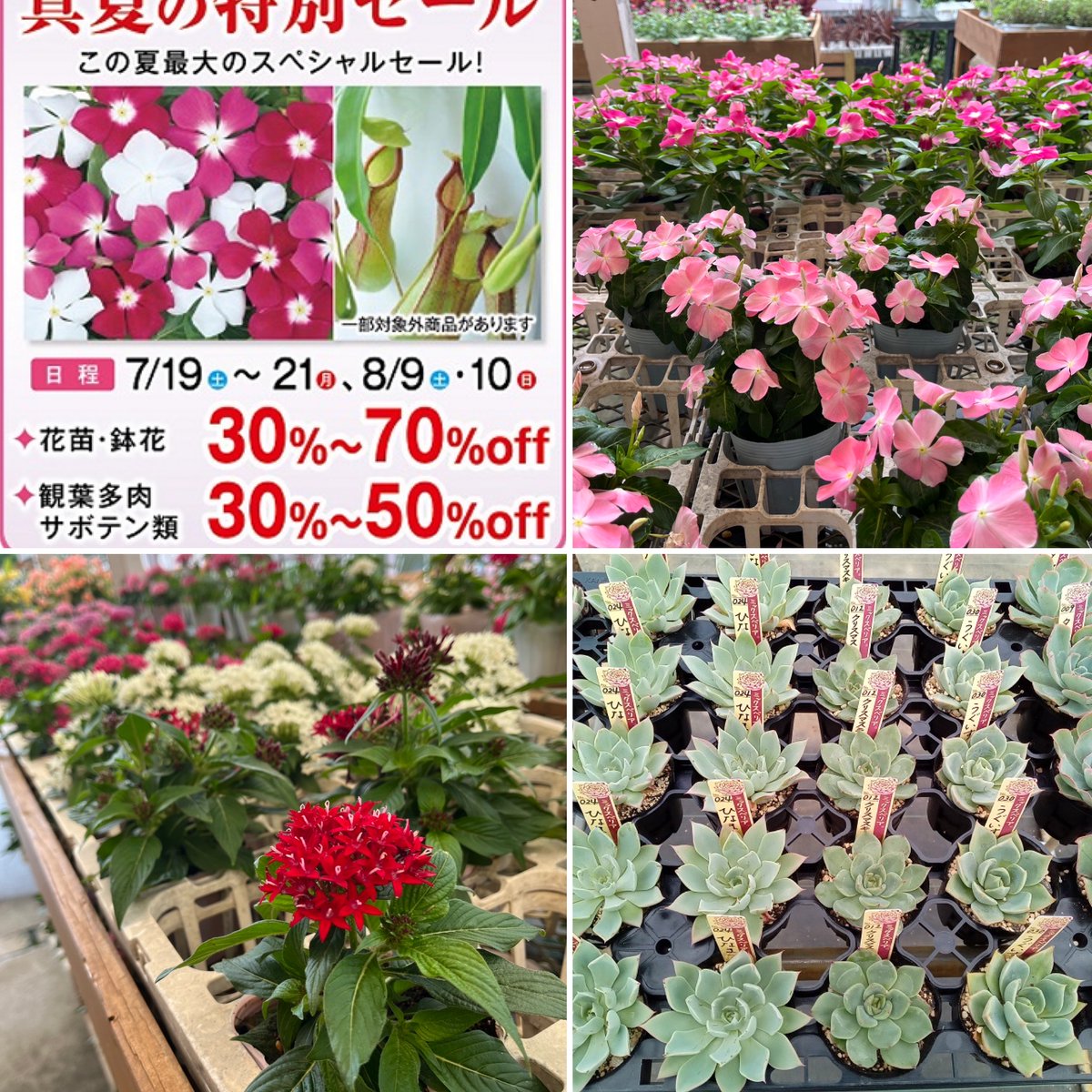 あしかがフラワーパーク 藤の花 うさぎ 10個セット あしかがフラワーパーク 藤の花 うさぎ 10個セット（あしかが