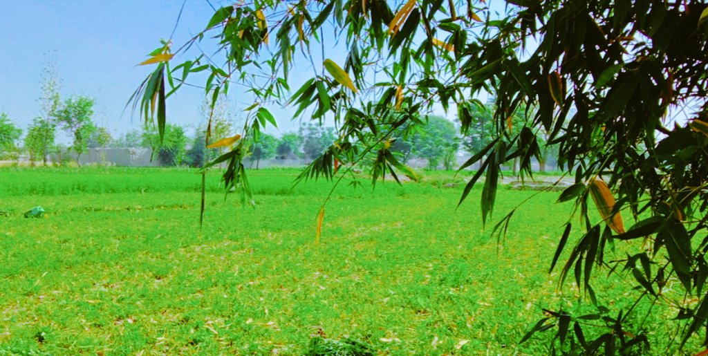 ہم سب زندگی کے کسی نہ کسی مرحلے پر زمانہء جاہلیت سے ضرور گزرتے ہیں۔۔ بعض گزر جاتے ہیں، بعض ساری زندگی اسی زمانے میں گزار دیتے ہیں۔...😓