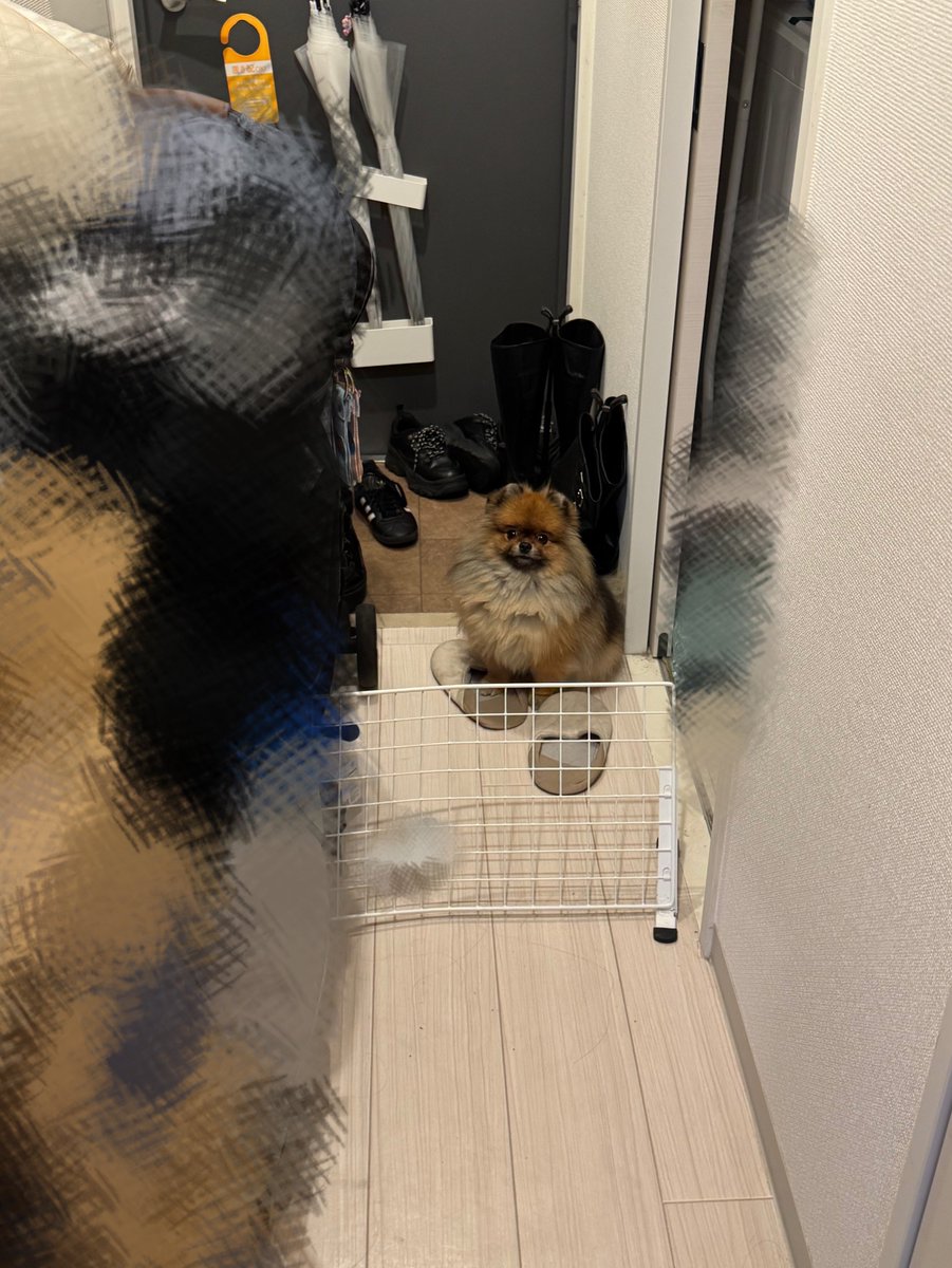 jun_pomeranian's tweet image. 柵乗り越えられることがバレた瞬間の顔