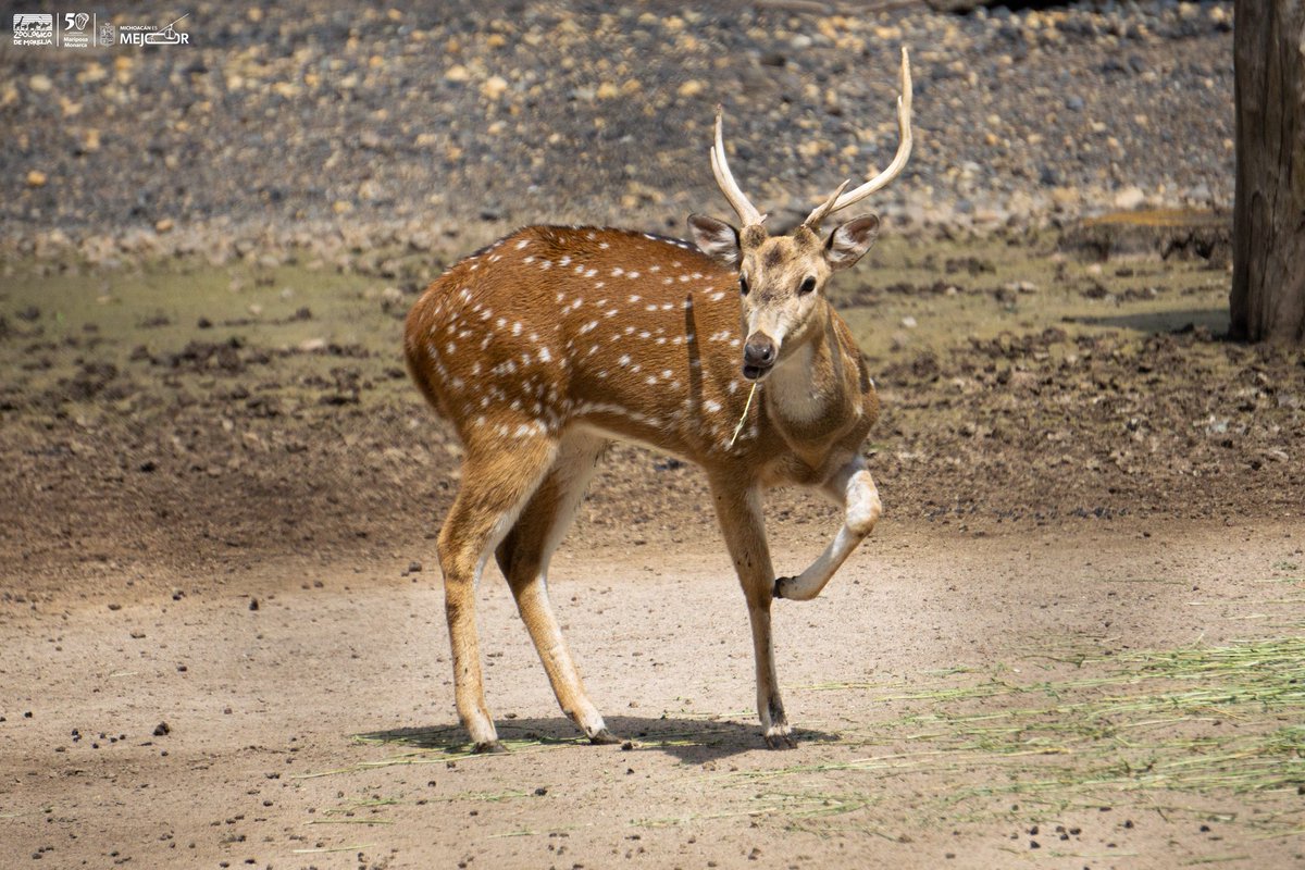 ¿Sabías que los Ciervos Axis tienen una esperanza de vida de hasta 20 años en la naturaleza? 🦌🌳 En ZooMorelia, podrás conocer a estos majestuosos animales y aprender más sobre su hábitat y comportamiento. ¡Ven y descubre la belleza de la vida silvestre! 🌟#CiervosAxis